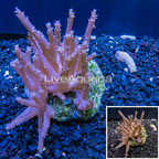 Tree Coral Indonesia (click for more detail)