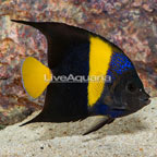 Asfur Angelfish (click for more detail)