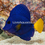 Purple Tang (Blemish) (click for more detail)