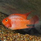 Purple King Kong Parrot Cichlid (click for more detail)
