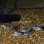 Agassizi Cory Catfish (Group of 6) (click for more detail)
