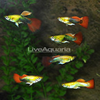 Golden Tuxedo Guppy (Group of 6) (click for more detail)