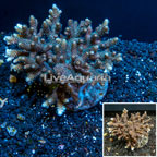 Bushy Acropora Coral Indonesia (click for more detail)