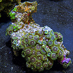 Purple People Eater and Radioactive Dragon Eye Colony Polyp Rock Zoanthus Indonesia IM (click for more detail)