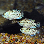 Electric Blue Jack Dempsey Cichlid (Group of 3) (click for more detail)