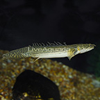 Barred Bichir (click for more detail)