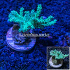 LiveAquaria® Cultured Screamin' Green Sinularia Leather Coral (click for more detail)