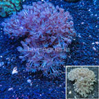 Xenia Coral Indonesia (click for more detail)