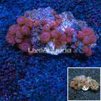 Indonesia Colony Polyp Zoanthus (click for more detail)