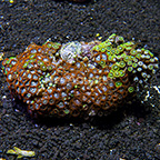 Ultra Horizons and Radioactive Dragon Eye Colony Polyp Rock Zoanthus Indonesia IM (click for more detail)