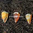 Halloween Hermit Crab (3-Lot) (click for more detail)