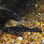 Mustard Spot (LDA-31) Plecostomus  (click for more detail)