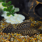 Colombian Spotted (L-165) Plecostomus (click for more detail)