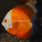 Red Marlboro Discus (click for more detail)