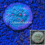 USA Cultured Ultra Chalice Coral (click for more detail)