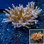 Tree Coral Indonesia (click for more detail)
