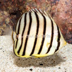 Eight Band Butterflyfish (click for more detail)