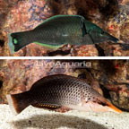 Green Bird Wrasse, Pair (click for more detail)