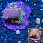 Devil's Hand Leather Coral Indonesia (click for more detail)