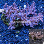 Tree Coral Indonesia (click for more detail)