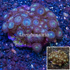 Zoanthus Coral Indonesia (click for more detail)