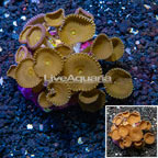 Protopalythoa Coral Indonesia (click for more detail)
