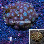 Zoanthus Coral Indonesia (click for more detail)
