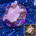 Devil's Hand Leather Coral Indonesia (click for more detail)