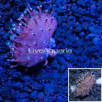 LiveAquaria® Cultured Lobo Leather Coral (click for more detail)
