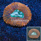 Lobophyllia Coral Indonesia (click for more detail)