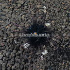 Black Longspine Urchin  (click for more detail)