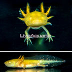 Captive-Bred Gold Axolotl, GFP (click for more detail)