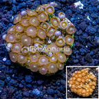 Zoanthus Coral Indonesia (click for more detail)