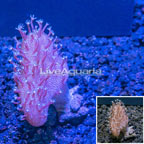 LiveAquaria® Cultured Lobo Leather Coral (click for more detail)