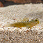 Yellow Watchman Goby (click for more detail)