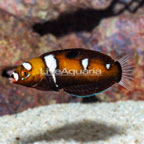 Formosa Wrasse (click for more detail)