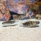 Sleeper Banded Goby, pair (click for more detail)