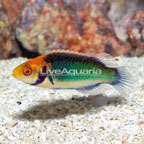 Red Head Solon Fairy Wrasse  (click for more detail)