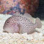Spotted Coral Croucher (click for more detail)