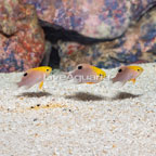 Talbot's Damselfish,trio (click for more detail)