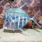 Threadfin Lookdown (click for more detail)