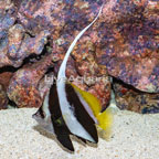 Bannerfish [blemish] (click for more detail)