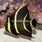 French Angelfish (click for more detail)