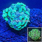 LiveAquaria® Cultured Green Toxic Hammer Coral (click for more detail)