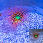 Tube Anemone, Pink/Orange with Neon Green Center (click for more detail)