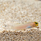 Pearly Jawfish  (click for more detail)