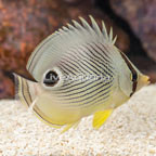 Four Eyed Butterflyfish (click for more detail)