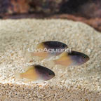 Rolland's Damselfish, Trio (click for more detail)