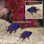Caribbean Purple Reef Chromis, Trio (click for more detail)