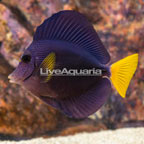 Purple Tang (click for more detail)